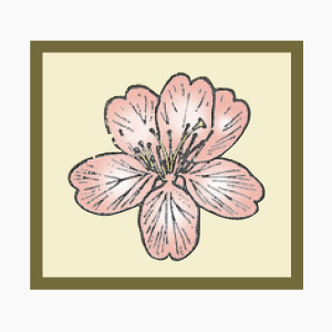logo-blossom_organic